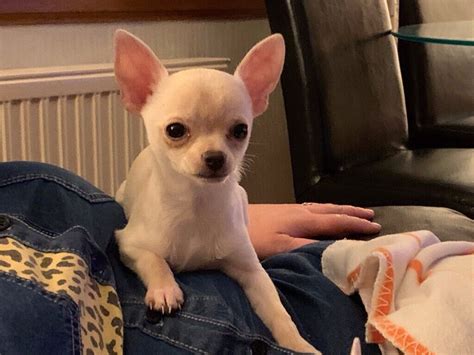 5 pounds each. . Chihuahua puppies for sale uk 200